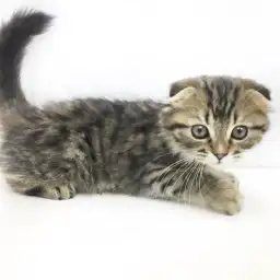 スコティッシュフォールド