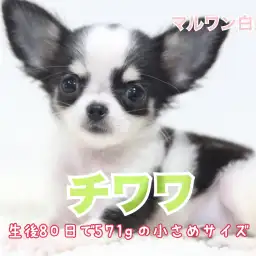 【 小さめ チワワ 】生後80日で571g!抜群のルックスに注目!