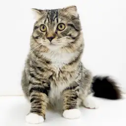 スコティッシュフォールド