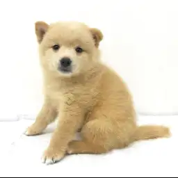 MIX（ポメラニアン×豆柴）