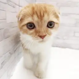 スコティッシュフォールド