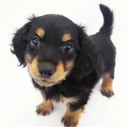 カニンヘン・ダックスフント