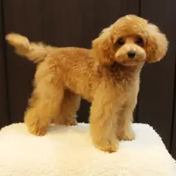 トイ・プードル