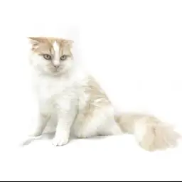 スコティッシュフォールド