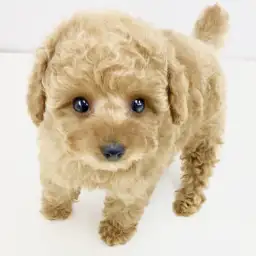 トイ・プードル