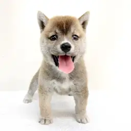 柴犬