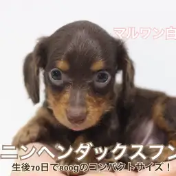 【 カニンヘンダックス 】生後70日で体重800gのコンパクトサイズ!