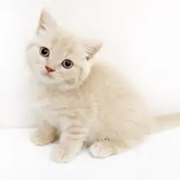 ブリティッシュショートヘア