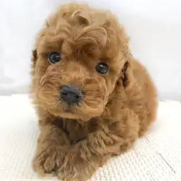 トイ・プードル