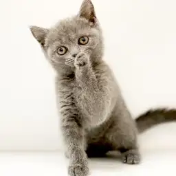 ブリティッシュショートヘア