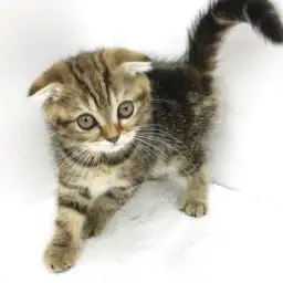 スコティッシュフォールド