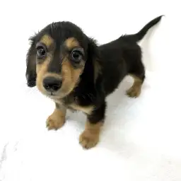 カニンヘン・ダックスフント