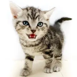 アメリカンショートヘア