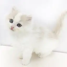 ノルウェージャンフォレストキャット