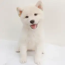 柴犬