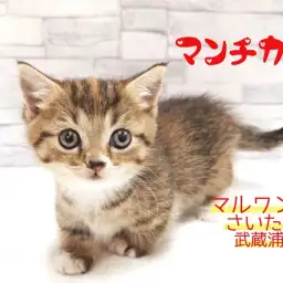 【 マンチカン 】足の短さわずか 4cm！！お顔も可愛い短足女子！！