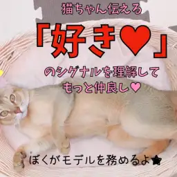 【 アビシニアン 】猫ちゃんが伝える「好き♥」のシグナルを理解してもっと仲良し!