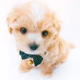 MIX（マルチーズ×トイプードル）