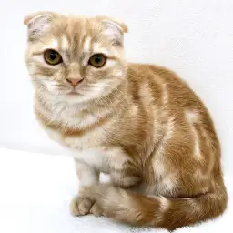 スコティッシュフォールド