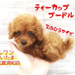 【 ティーカッププードル 】生後72日で体重655g!手のひら極小プードル!