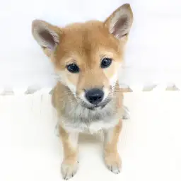 柴犬