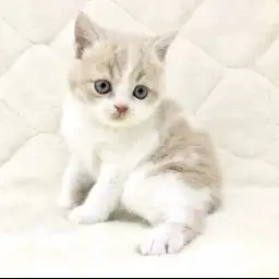 ブリティッシュショートヘア