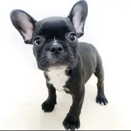 フレンチブルドッグ