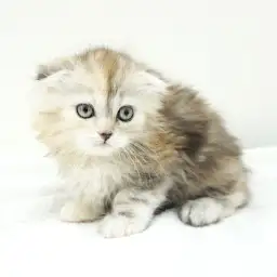 スコティッシュフォールド