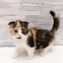 スコティッシュフォールド