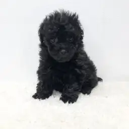 トイ・プードル