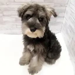 ミニチュア・シュナウザー