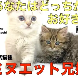 【 ミヌエット兄妹-前編 】人気猫種が兄妹で登場!短足?足長?お好みはどっち?