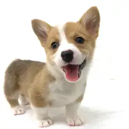 ウェルシュコーギーペンブローク