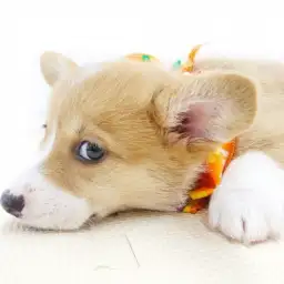 ウェルシュコーギーペンブローク