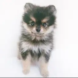 ポメラニアン
