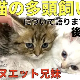 【 ミヌエット兄妹-後編 】兄妹で入店!猫の多頭飼いについて語ります!