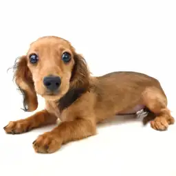 カニンヘン・ダックスフント