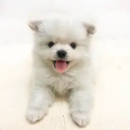 MIX（チワワ×ポメラニアン）