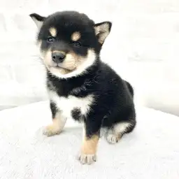柴犬