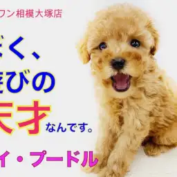 【 トイプードル 】童顔のタイニーサイズ!可愛い遊び方に心が弄ばれます