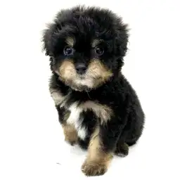 MIX（トイプードル×チワワ）