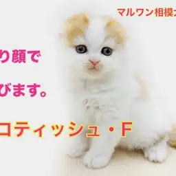 【 スコティッシュフォールド 】垂れ耳が特徴！初めてでも安心、暮らし方のススメ！