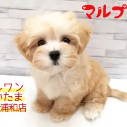 【 MIX・マルプー 】ふわかわミックス!シャンプーだって平気だよ!