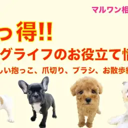 【 お役立て情報 】知っ得!実は知らない?快適なドッグライフを送る為の豆知識!