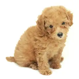 トイ・プードル