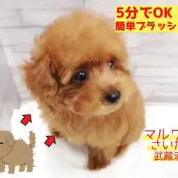 【 わんにゃんガイドVol.2 】たった5分でOK！誰でも出来る簡単ブラッシング！