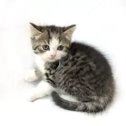 スコティッシュフォールド