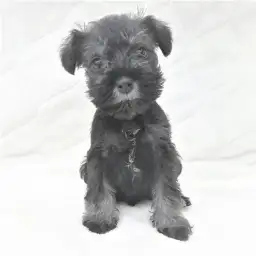 ミニチュア・シュナウザー