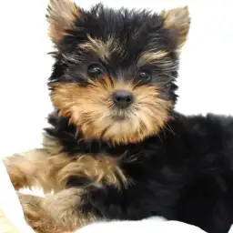 ヨークシャーテリア