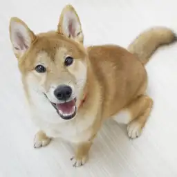 柴犬
